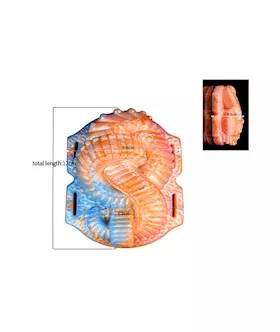 Wild Entrapping Tentacles Fantasy Grinder