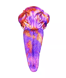 Lustful Lamia Fantasy Grinder