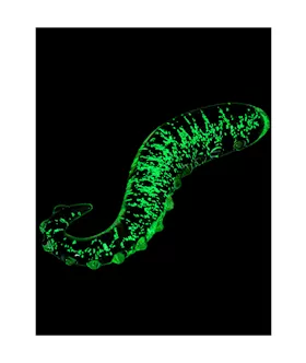 Lucent Glow In The Dark Seahorse Glass Massager