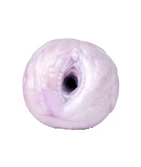 Wild Faerie Fern Fantasy Vulva Masturbator