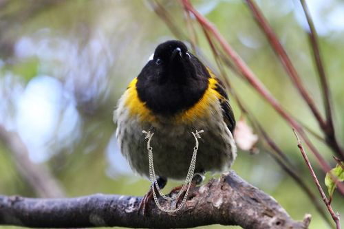 NZ Herald covers ATMS bird of the year endorsement