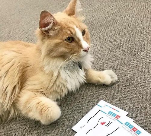 Adulttoymegastore Receives a Visit from Wellington Superstar, Mittens